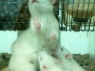 Szczur Wistar samica z osesskami