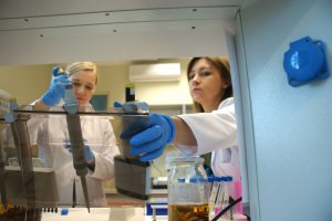 Naukowcy z UMB i PB o pionierskich badaniach na temat możliwości wykorzystania w medycynie korzeniowca sosnowego