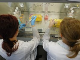 Preparation of liquid samples in Central Laboratory of MUB Biobank