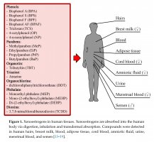 Jak ksenoestrogeny wpływają na transdukcję sygnału w komórkach immunologicznych - nowa publikacja UMB