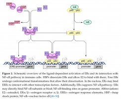 Jak ksenoestrogeny wpływają na transdukcję sygnału w komórkach immunologicznych - nowa publikacja UMB
