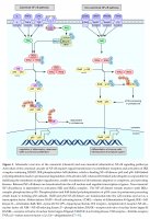 Jak ksenoestrogeny wpływają na transdukcję sygnału w komórkach immunologicznych - nowa publikacja UMB