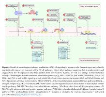Jak ksenoestrogeny wpływają na transdukcję sygnału w komórkach immunologicznych - nowa publikacja UMB