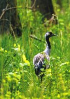 Promocja albumu Promocja albumu