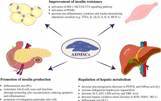 Użycie komórek macierzystych pochodzenia tłuszczowego (ADMSCs) w leczeniu metabolicznych zaburzeń spowodowanych otyłością - nowa publikacja Zakładu Fizjologii