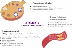 Użycie komórek macierzystych pochodzenia tłuszczowego (ADMSCs) w leczeniu metabolicznych zaburzeń spowodowanych otyłością - nowa publikacja Zakładu Fizjologii