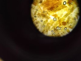 Zajęcia Pachnące laboratorium odbyły się w Zakładzie Farmakognozji Zajęcia Pachnące laboratorium odbyły się w Zakładzie Farmakognozji