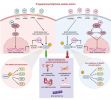 Publikacja opisująca dwa różne mechanizmy działania progesteronu i selektywnego modulatora receptora progesteronu na mięśniaki macicy, opublikowana w prestiżowym czasopiśmie Fertility and Sterility