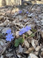 Leśny spacer dla zdrowia ze Studenckim Kołem Naukowym Prophi Leśny spacer dla zdrowia ze Studenckim Kołem Naukowym Prophi