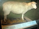 Owieczkę Dolly spotkał smutny los. Teraz jest wypchanym esponatem w muzeum. Foto. Wikipedia