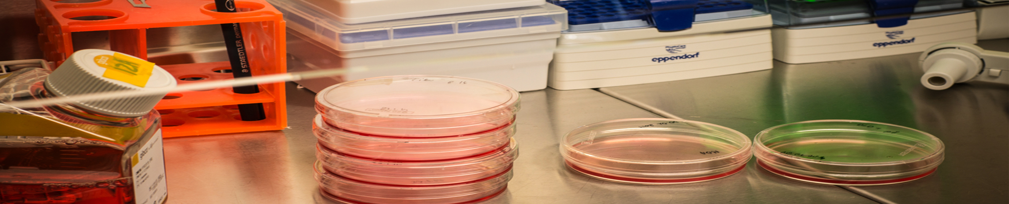 Studenckie Koło Naukowe. 