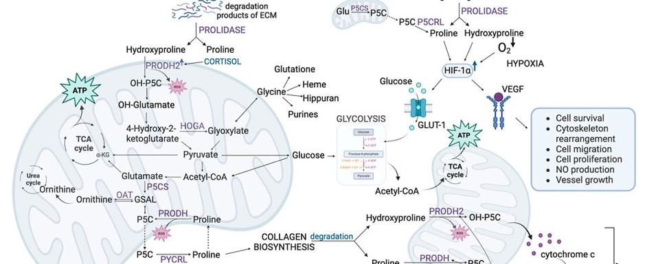 Studenckie Koło Naukowe przy Zakładzie Chemii Leków. 