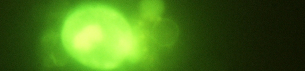 Szczegółowy rozkład zajęć. 