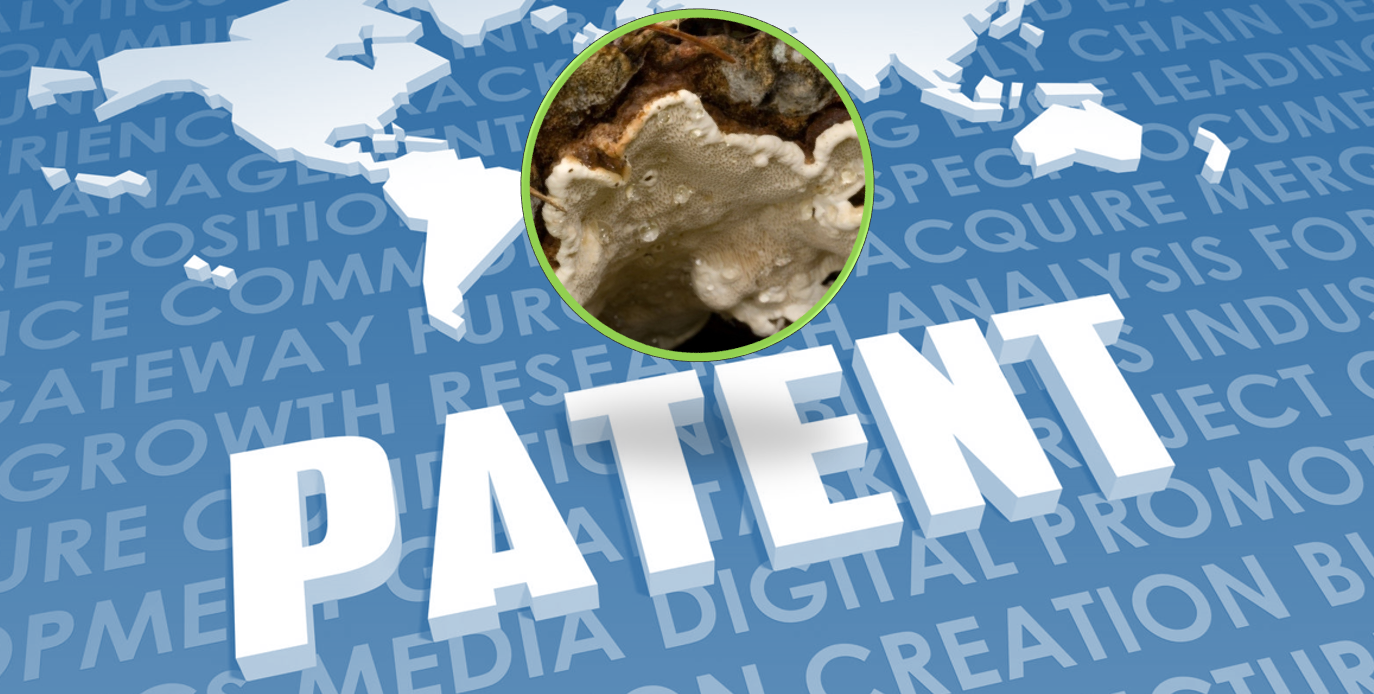 Zdjęcie korzeniowca sosowego i napis patent