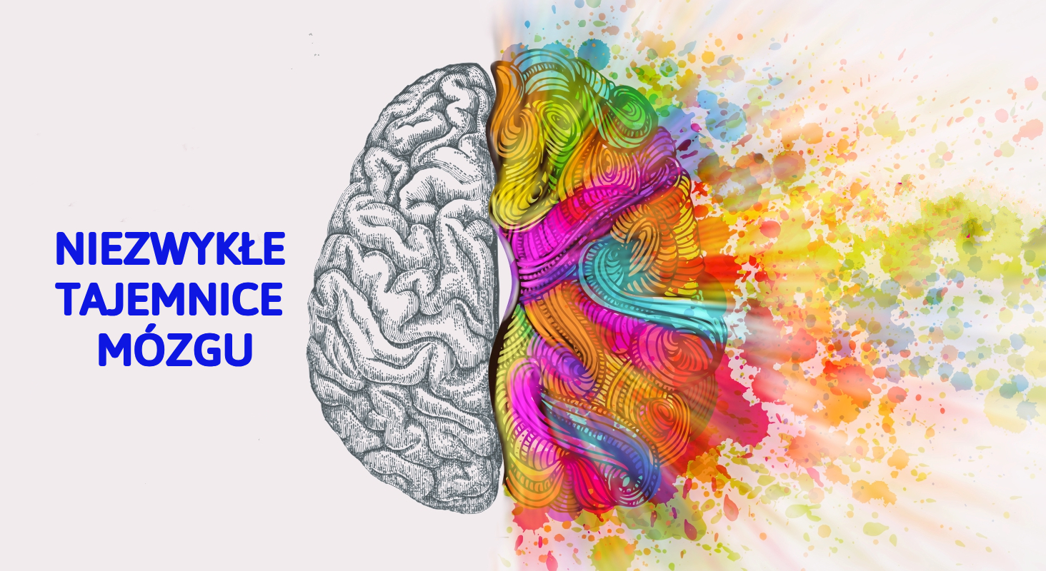 Dwie półkule mózgowe, lewa szkic, prawa kolorowa