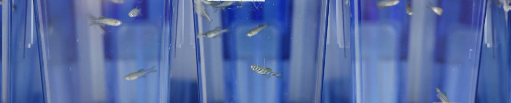 Laboratorium Badań Funkcjonalnych (zebrafish facility). 
