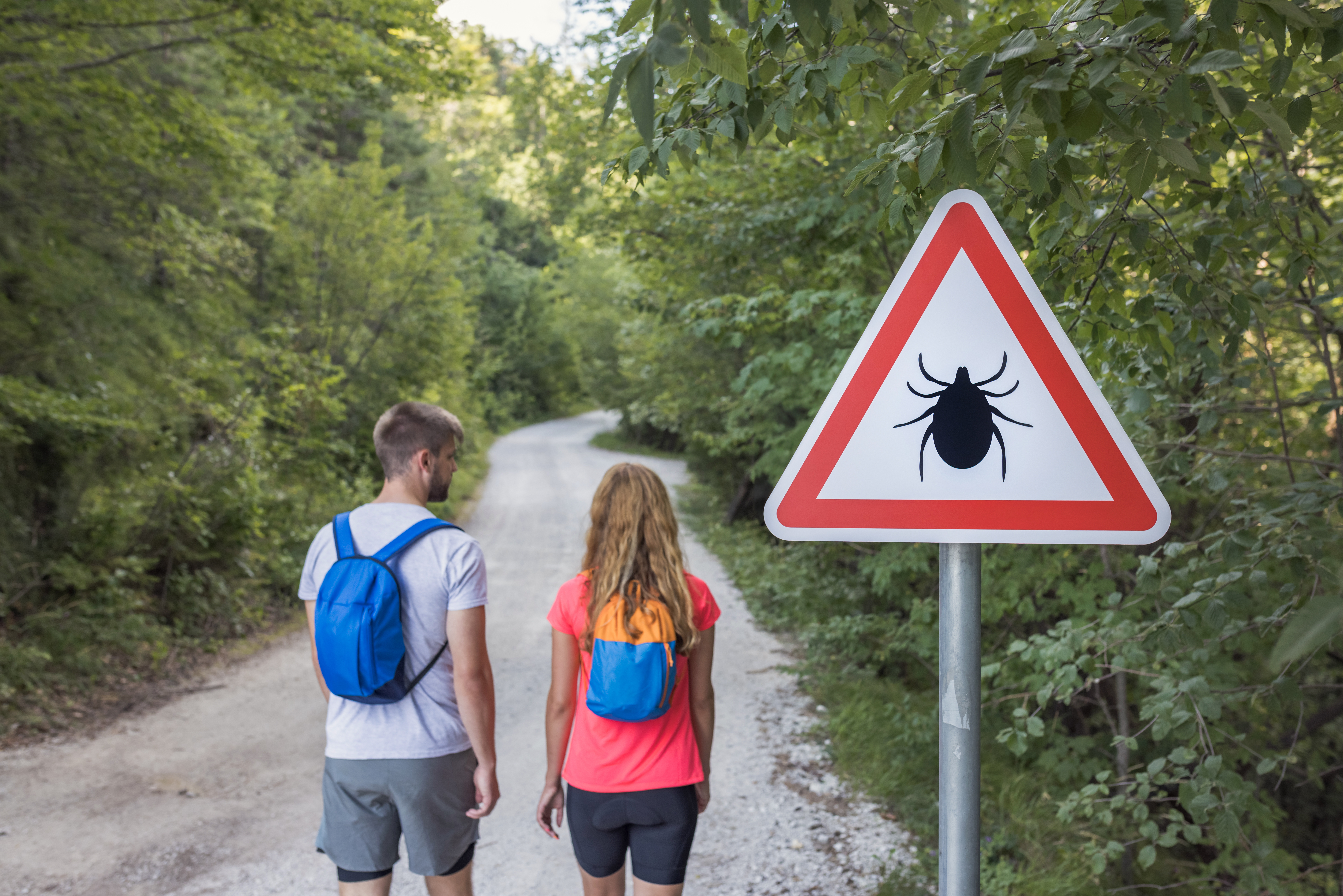 Link: Kleszczowe zapalenia mózgu to ruletka