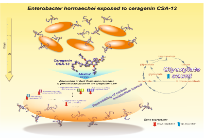 Link: Ceragenins alter the metabolism in Enterobacter hormaechei