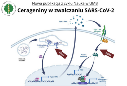 Link: Cerageniny w zwalczaniu SARS-CoV-2
