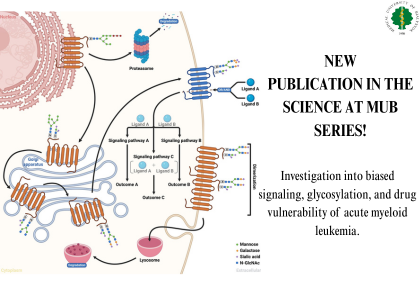 Link: Precision Medicine in AML: The Role of Glycosylation and Biased Signaling in Targeted Therapy 